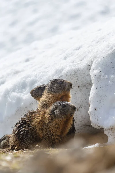 Marmot Alpine Dalam Lanskap Tertutup Salju — Stok Foto