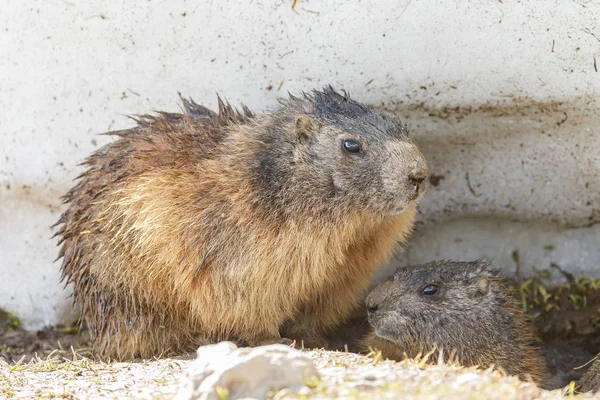 Marmot Alpine Dalam Lanskap Tertutup Salju — Stok Foto