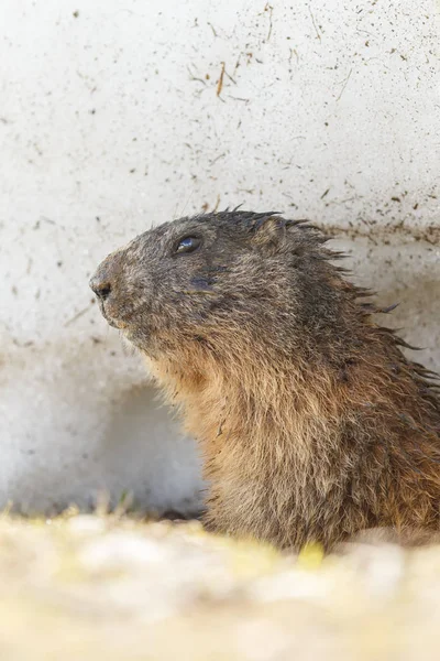 Marmota Alpina Uma Paisagem Coberta Neve — Fotografia de Stock