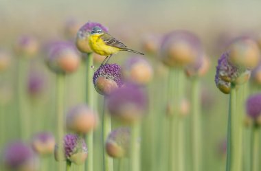 Alliums veya soğan çiçekleri üzerinde sarı wagtail