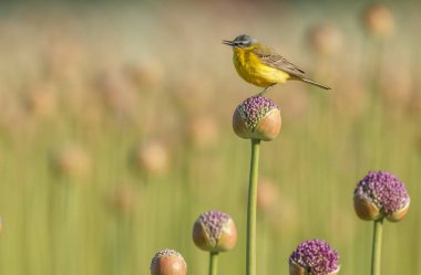 Alliums veya soğan çiçekleri üzerinde sarı wagtail