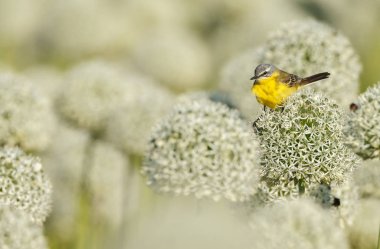 Alliums veya soğan çiçekleri üzerinde sarı wagtail