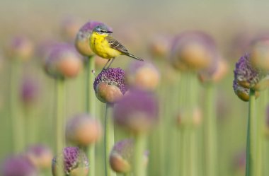 Alliums veya soğan çiçekleri üzerinde sarı wagtail