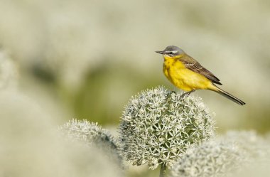 Alliums veya soğan çiçekleri üzerinde sarı wagtail