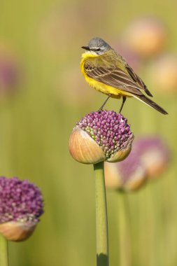Alliums veya soğan çiçekleri üzerinde sarı wagtail