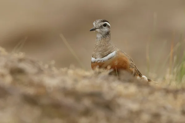 Euraziatische Dotterel Charadrius Morinellus Natuur — Stockfoto