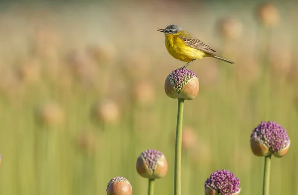 Bachstelze Auf Allianzen Oder Zwiebelblumen — Stockfoto