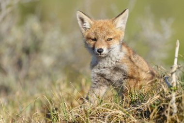 İlkbaharda vahşi doğada sevimli kırmızı tilki