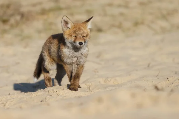 Schattige Vos Bij Wilde Natuur Lente — Stockfoto