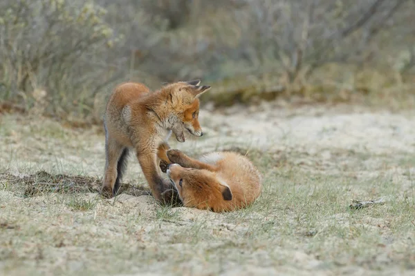 春の日に野生の自然でかわいい赤いキツネ — ストック写真