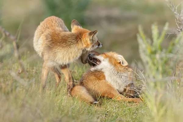 春の日に野生の自然でかわいい赤いキツネ — ストック写真