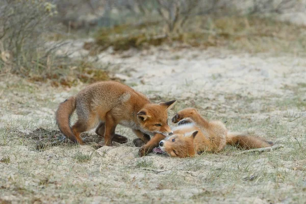 春の日に野生の自然でかわいい赤いキツネ — ストック写真