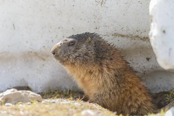 春の昼間の野生の自然のアルパインマーモット — ストック写真