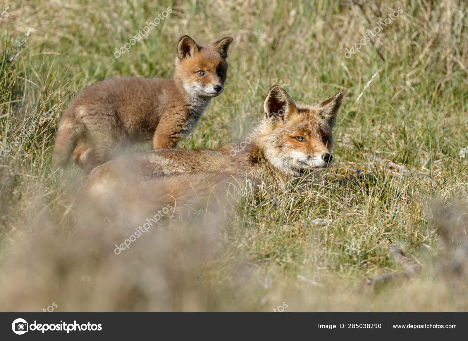 Download 9 224 Baby Fox Stock Photos Free Royalty Free Baby Fox Images Depositphotos