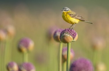 doğal habitatta küçük sarı kuyruklu kuş