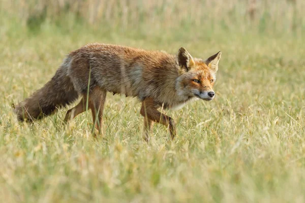 红狐幼崽在自然栖息地 — 图库照片