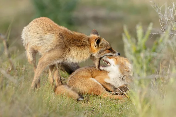 Red Fox Cubs Playing First Time Out — Stock Photo, Image