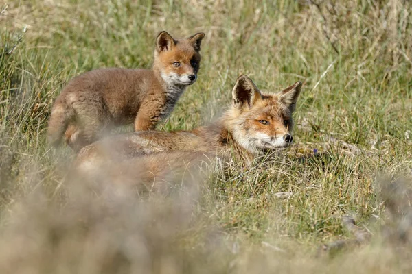 Κόκκινη Αλεπού Και Ενήλικος Αλεπού Που Αναπαύεται Πράσινο Γρασίδι — Φωτογραφία Αρχείου