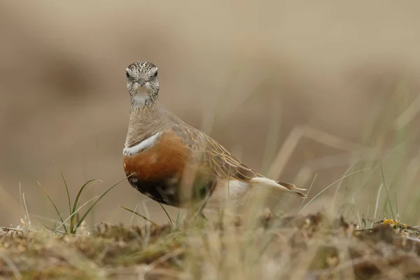 Pequeño Pájaro Dotterel Eurasiático Hábitat Natural —  Fotos de Stock