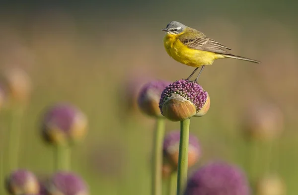 Malý Žlutý Pták Přírodním Prostředí — Stock fotografie