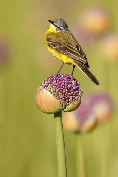 Little Yellow Wagtail Bird Natural Habitat — Stock Photo, Image