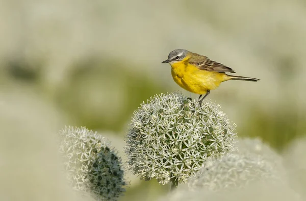 Μικρό Κίτρινο Πουλί Στην Ουρά Φυσικό Βιότοπο — Φωτογραφία Αρχείου