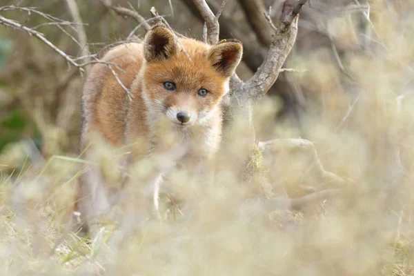 Vörös Róka Kölyök Cub Természetes Élőhelyükön — Stock Fotó