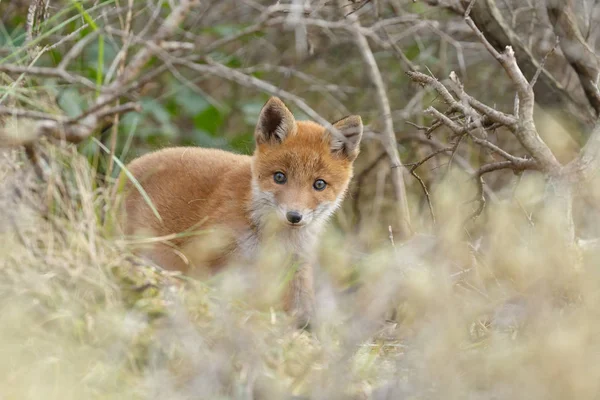 Doğal Habitatta Kırmızı Tilki Cub Cub — Stok fotoğraf