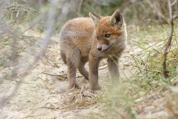 Red fox cub cub  in natural habitat