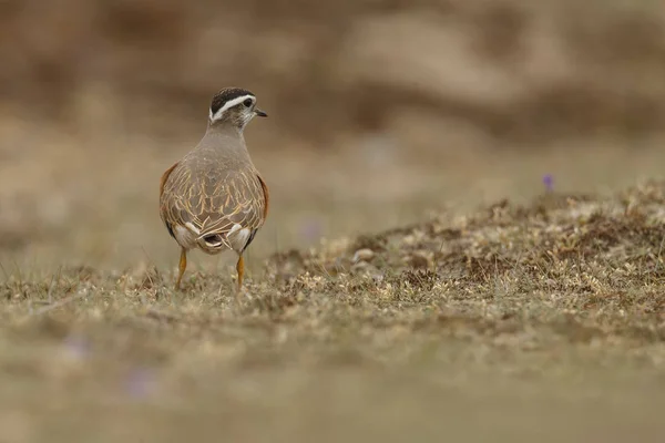 Weinig Euraziatische Dotterel Vogel Natuurlijke Habitat — Stockfoto