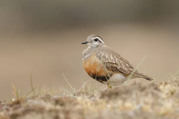Doğal Habitatta Küçük Avrasya Cılıbıtı Kuş — Stok fotoğraf