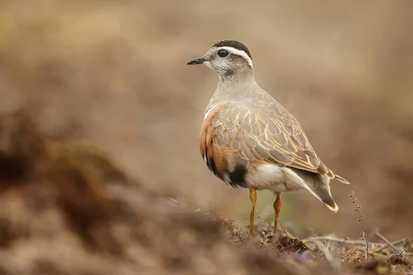 Маленький Євразійський Птах Природному Середовищі — стокове фото