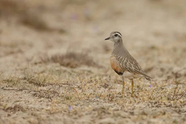 Weinig Euraziatische Dotterel Vogel Natuurlijke Habitat — Stockfoto