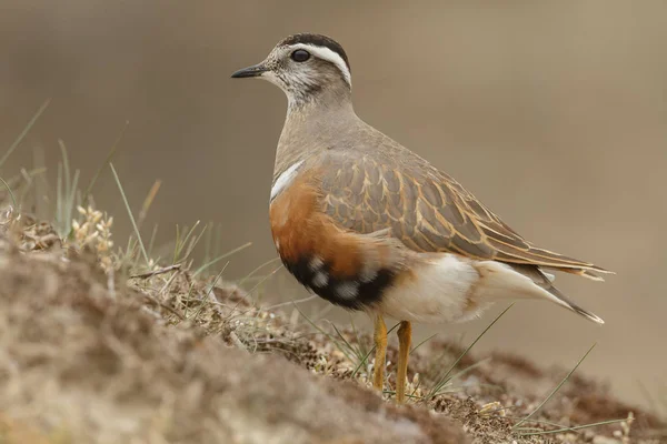 Weinig Euraziatische Dotterel Vogel Natuurlijke Habitat — Stockfoto