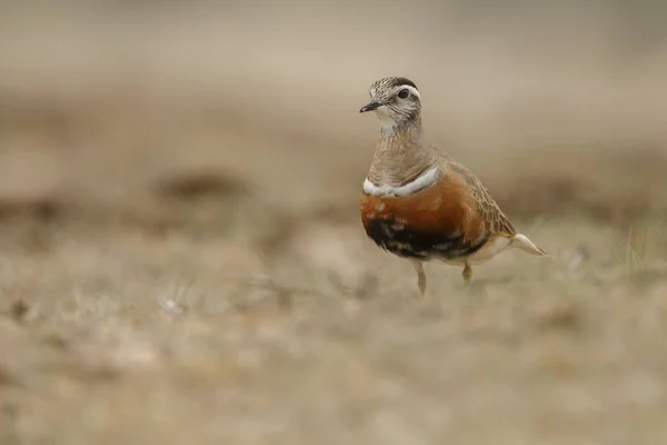 Kleiner Eurasischer Dotterelvogel Natürlichem Lebensraum — Stockfoto