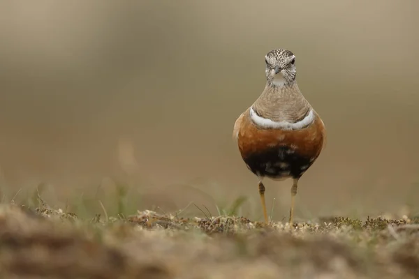 Pequeño Pájaro Dotterel Eurasiático Hábitat Natural —  Fotos de Stock