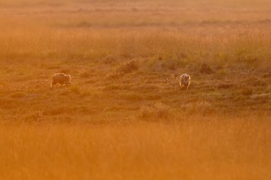 güzel bir gün batımı sırasında doğada vahşi domuzlar