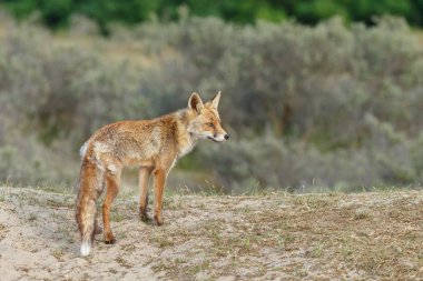 Doğada ilkbaharda kızıl tilki. 
