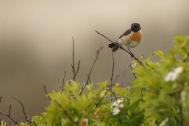 Avrupa Stonechat bir dal üzerine tünemiş 