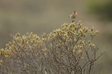 Avrupa Stonechat bir dal üzerine tünemiş 