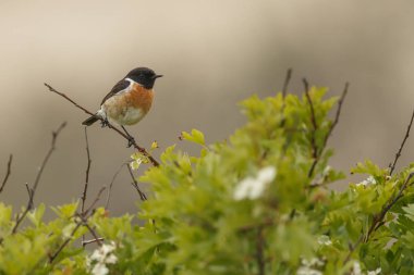 Avrupa Stonechat bir dal üzerine tünemiş 