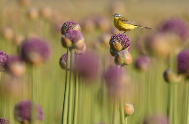 Alliums veya soğan çiçekleri üzerinde sarı wagtail 