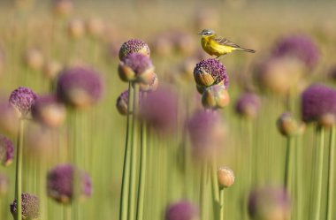 Alliums veya soğan çiçekleri üzerinde sarı wagtail 