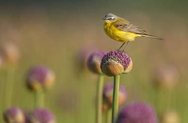 Alliums veya soğan çiçekleri üzerinde sarı wagtail 