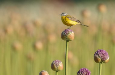 Alliums veya soğan çiçekleri üzerinde sarı wagtail 