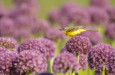 Alliums veya soğan çiçekleri üzerinde sarı wagtail 