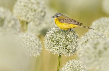 Alliums veya soğan çiçekleri üzerinde sarı wagtail 