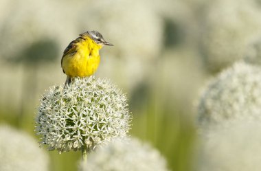 Alliums veya soğan çiçekleri üzerinde sarı wagtail 