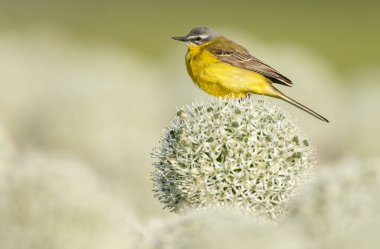 Alliums veya soğan çiçekleri üzerinde sarı wagtail 