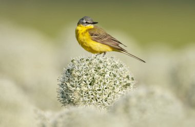 Alliums veya soğan çiçekleri üzerinde sarı wagtail 